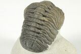Detailed Austerops Trilobite - Excellent Eyes #204228-6